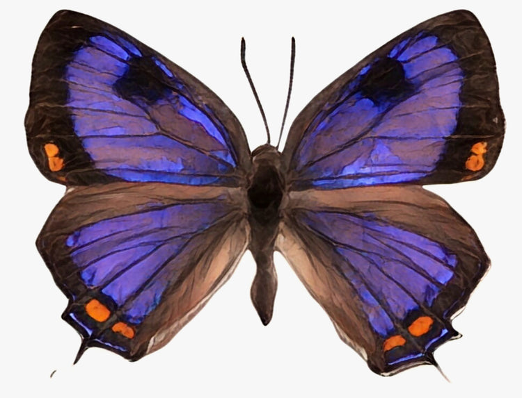 WHICH BUTTERFLY YOU'D BE BASED ON YOUR ZODIAC SIGN